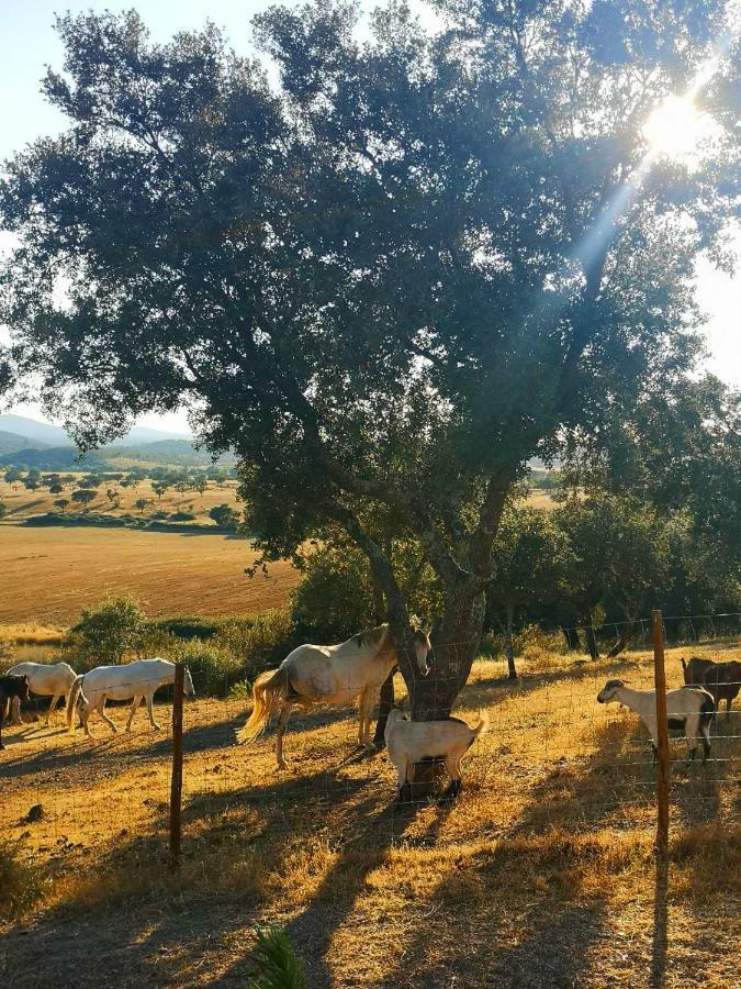 Sharish - Monte Das Estevas Estremoz Exterior foto